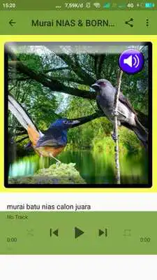 Play Kicau Murai Terlengkap