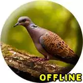 Free play online Kicau Perkutut Lokak MP3 APK