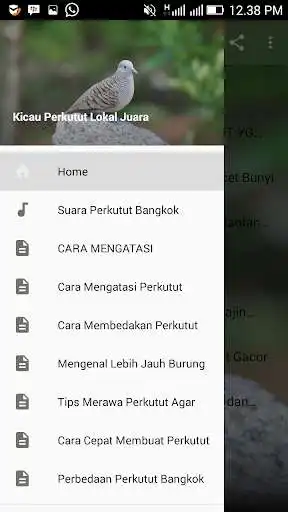 Play APK Kicau Perkutut Lokal Juara  and enjoy Kicau Perkutut Lokal Juara with UptoPlay com.jehova.kicauperkututlokaljuara