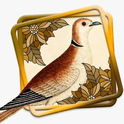 Play Kicau Perkutut Master ( Beautiful Turtledove) APK Play Kicau Perkutut Master ( Beautiful Turtledove) APK
