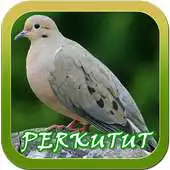 Free play online Kicau Perkutut Terlengkap APK