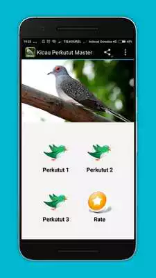 Play Kicau Perkutut Terlengkap
