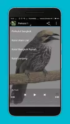 Play Kicau Perkutut Terlengkap