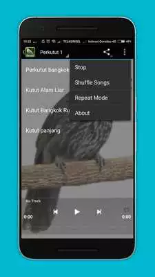 Play Kicau Perkutut Terlengkap