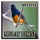 Free play online Kicau Pikat Burung Murai APK