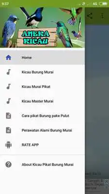 Play Kicau Pikat Burung Murai