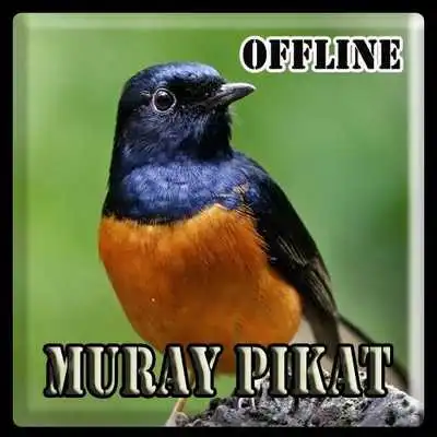 Play Kicau Pikat Burung Murai