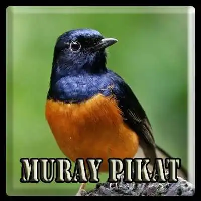 Play Kicau Pikat Burung Murai