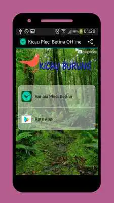 Play Kicau Pleci Betina