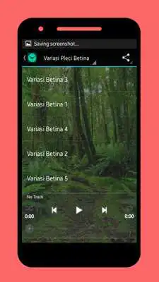 Play Kicau Pleci Betina