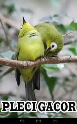 Play Kicau Pleci Gacor Juara Play Kicau Pleci Gacor Juara