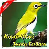 Free play online Kicau Pleci Juara Terbaru APK Free play online Kicau Pleci Juara Terbaru APK