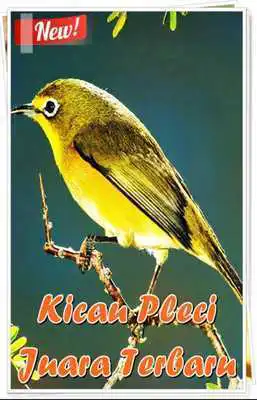 Play Kicau Pleci Juara Terbaru
