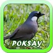 Free play online Kicau Poksay Masteran Lengkap APK