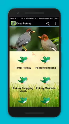 Play Kicau Poksay Masteran Lengkap