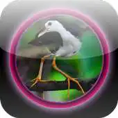 Free play online Kicau Ruak Ruak Terbaik APK Free play online Kicau Ruak Ruak Terbaik APK