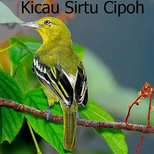 Run free android online Kicau Sirtu Cipoh Terbaru APK Run free android online Kicau Sirtu Cipoh Terbaru APK