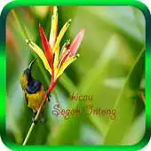 Free play online Kicau Sogok Ontong Mp3 APK Free play online Kicau Sogok Ontong Mp3 APK