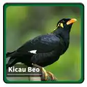 Free play online Kicau Suara Burung Beo APK Free play online Kicau Suara Burung Beo APK
