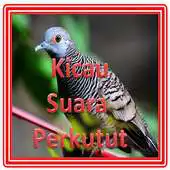 Free play online Kicau Suara Perkutut APK Free play online Kicau Suara Perkutut APK