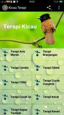 Play Kicau Terapi Lengkap
