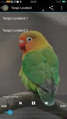 Play Kicau Terapi Lengkap