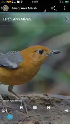 Play Kicau Terapi Lengkap