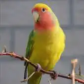 Free play online Kicau Terapi Love Bird Terbaru APK Free play online Kicau Terapi Love Bird Terbaru APK