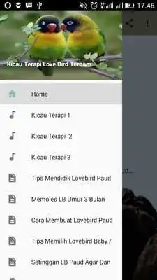 Play Kicau Terapi Love Bird Terbaru