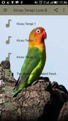 Play Kicau Terapi Love Bird Terbaru