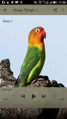 Play Kicau Terapi Love Bird Terbaru