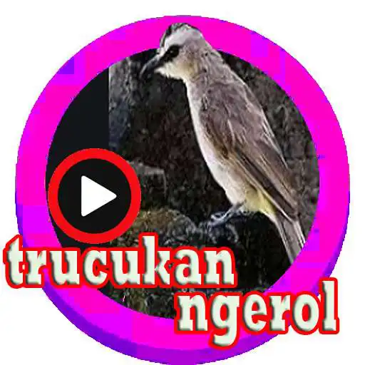 Play kicau trucukan ngerol APK