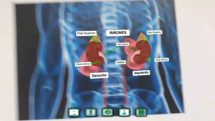 Play Kidneyarus