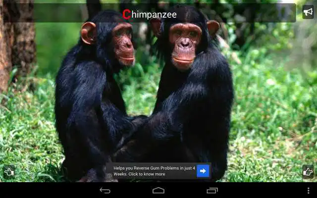 Play Kidzee Animals