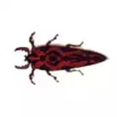 Free play online Kill bugs APK