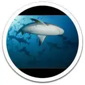 Free play online Killer Shark Live Wallpaper APK