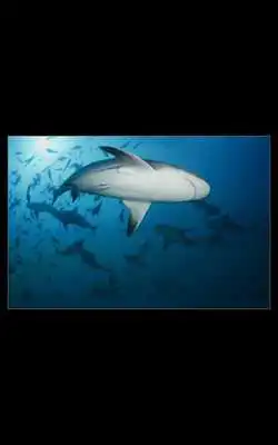 Play Killer Shark Live Wallpaper