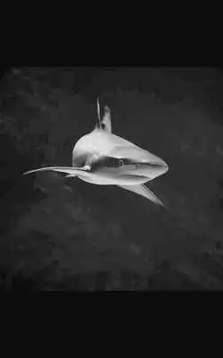 Play Killer Shark Live Wallpaper