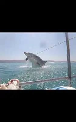 Play Killer Shark Live Wallpaper