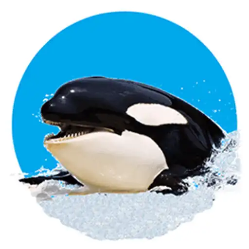 Play Killer Whale 3D APK
