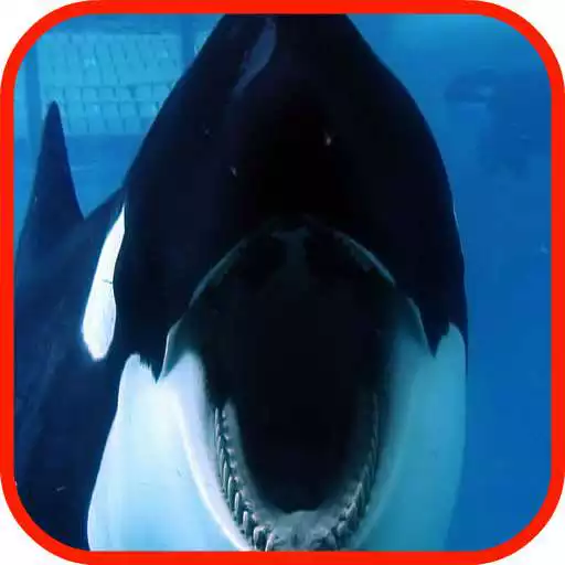 Run free android online Killer Whale Wallpaper HD APK Run free android online Killer Whale Wallpaper HD APK