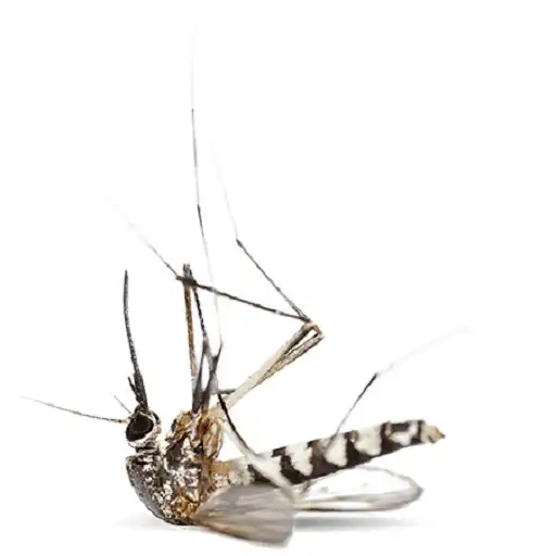 Play Kill Mosquitoes APK Play Kill Mosquitoes APK