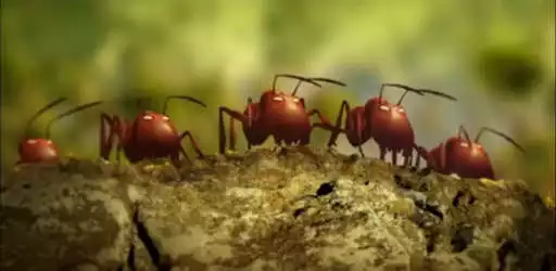 Play King Ant and friends : funny Ant Cartoon Movie HD and enjoy King Ant and friends : funny Ant Cartoon Movie HD with UptoPlay Play King Ant and friends : funny Ant Cartoon Movie HD and enjoy King Ant and friends : funny Ant Cartoon Movie HD with UptoPlay