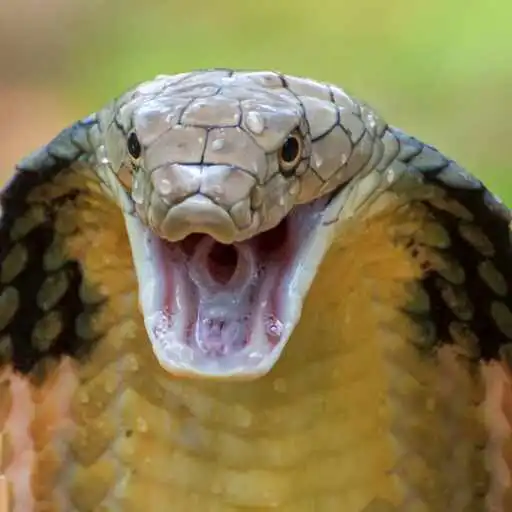 Play King Cobra Wallpaper APK