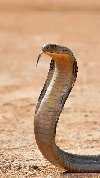 Play King Cobra Wallpaper  and enjoy King Cobra Wallpaper with UptoPlay