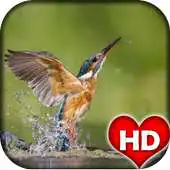 Free play online Kingfisher Bird Wallpaper HD APK Free play online Kingfisher Bird Wallpaper HD APK