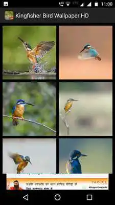 Play Kingfisher Bird Wallpaper HD