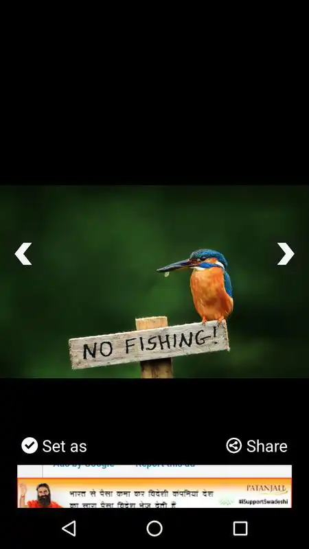 Play Kingfisher Bird Wallpaper HD