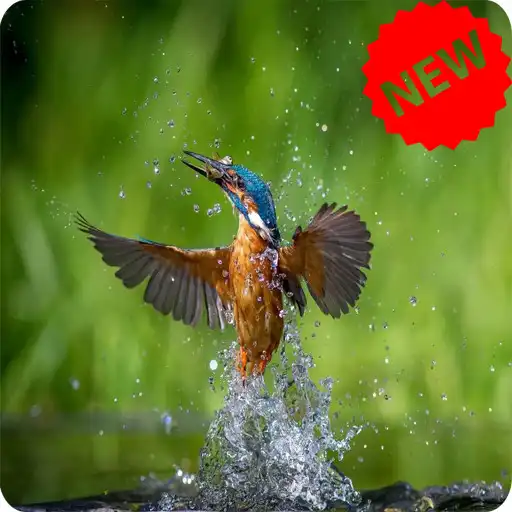 Play Kingfisher Wallpaper APK