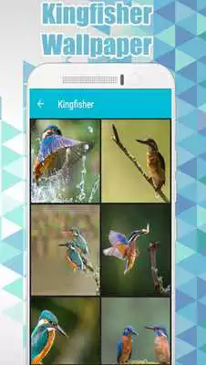 Play Kingfisher Wallpaper